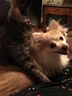 pomeranian-and-cat